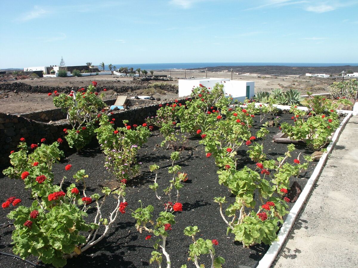 Finca Casa Andrés avec piscine et vue mer à Lanzarote - Photo 16