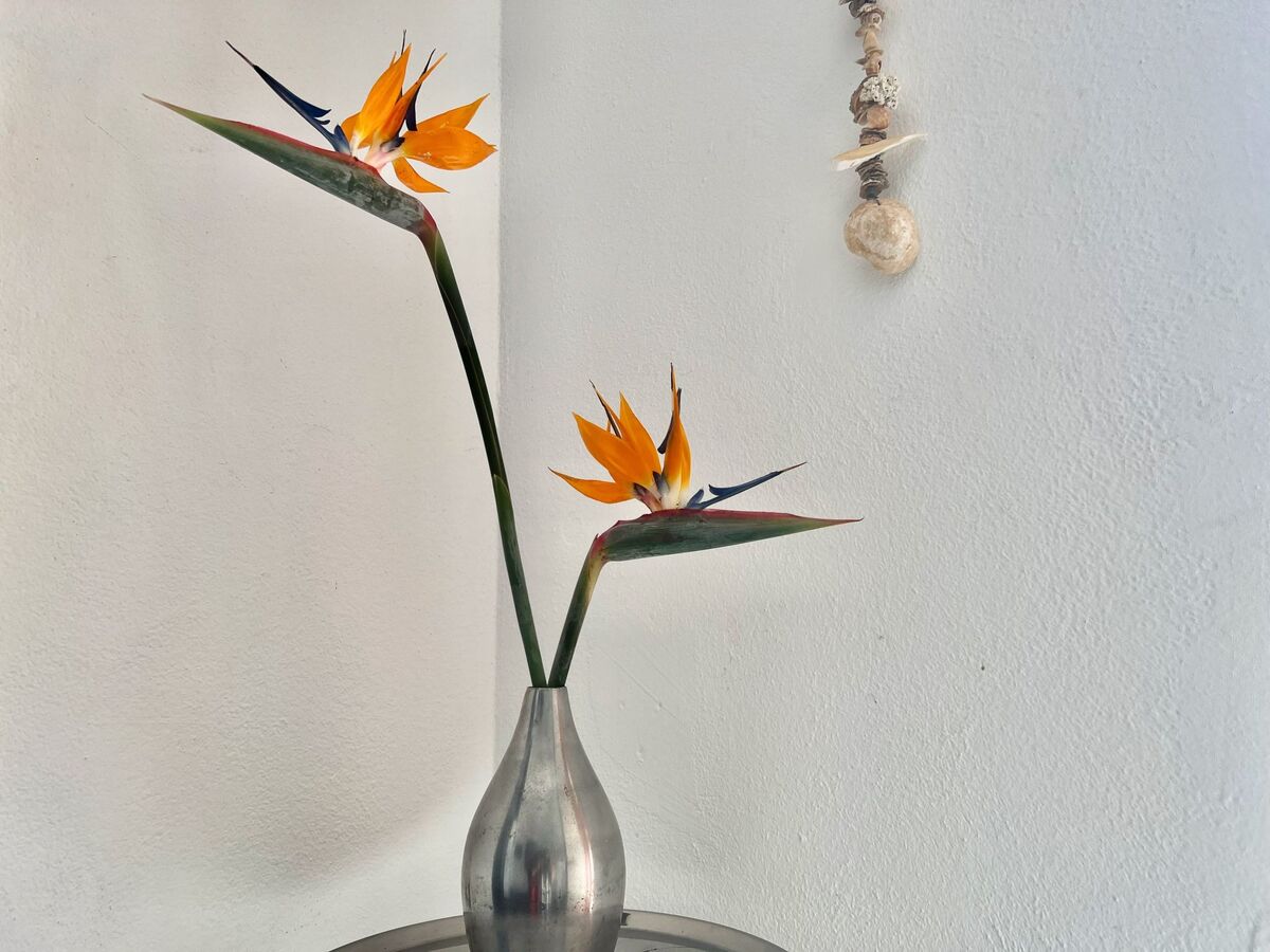 Appartement Casa Hibisco dans une finca du XVIIIe siècle, Uga - Photo 8