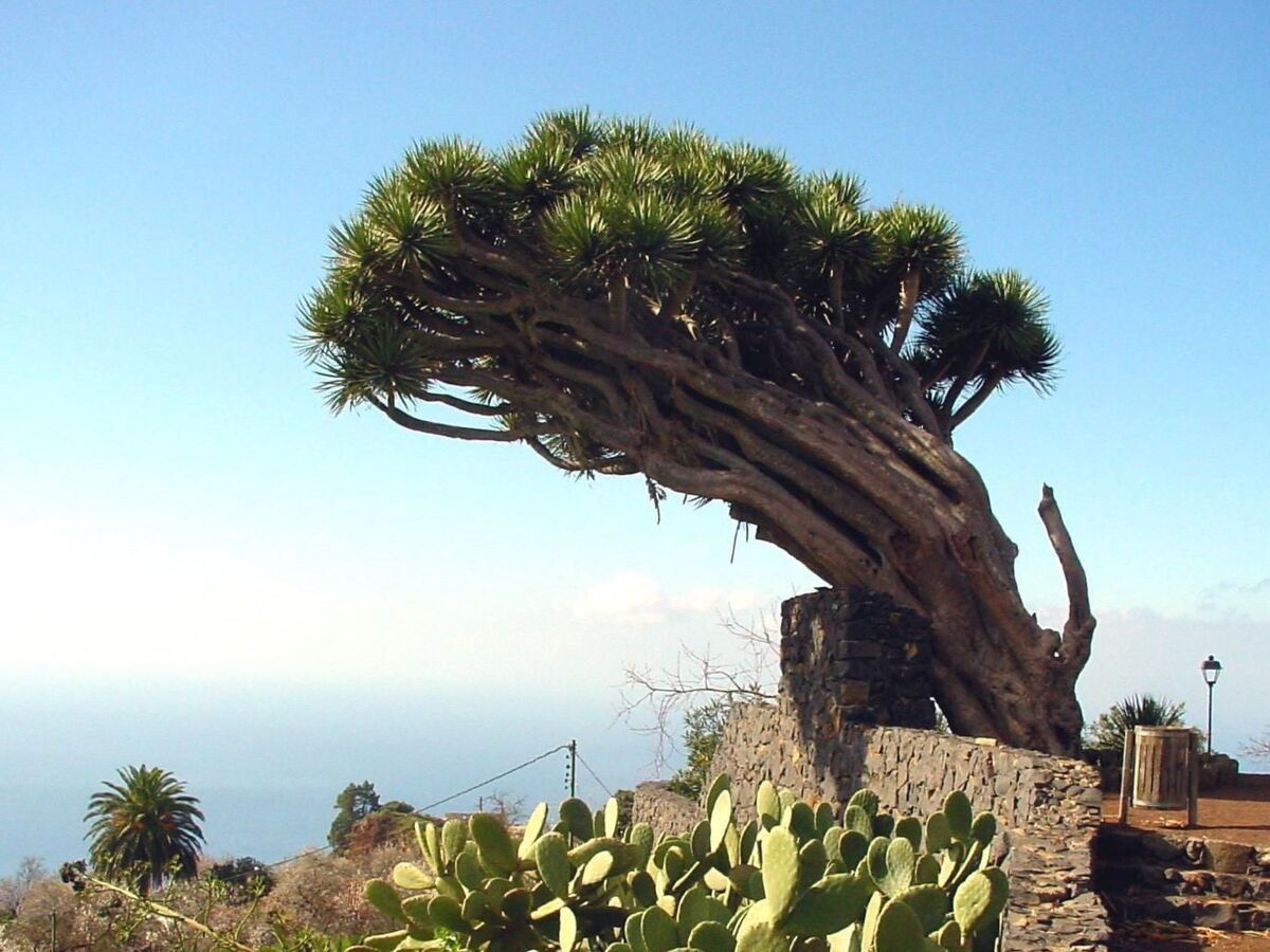 Finca Topo del Drago, vue mer à 800 m d'altitude - Photo 38