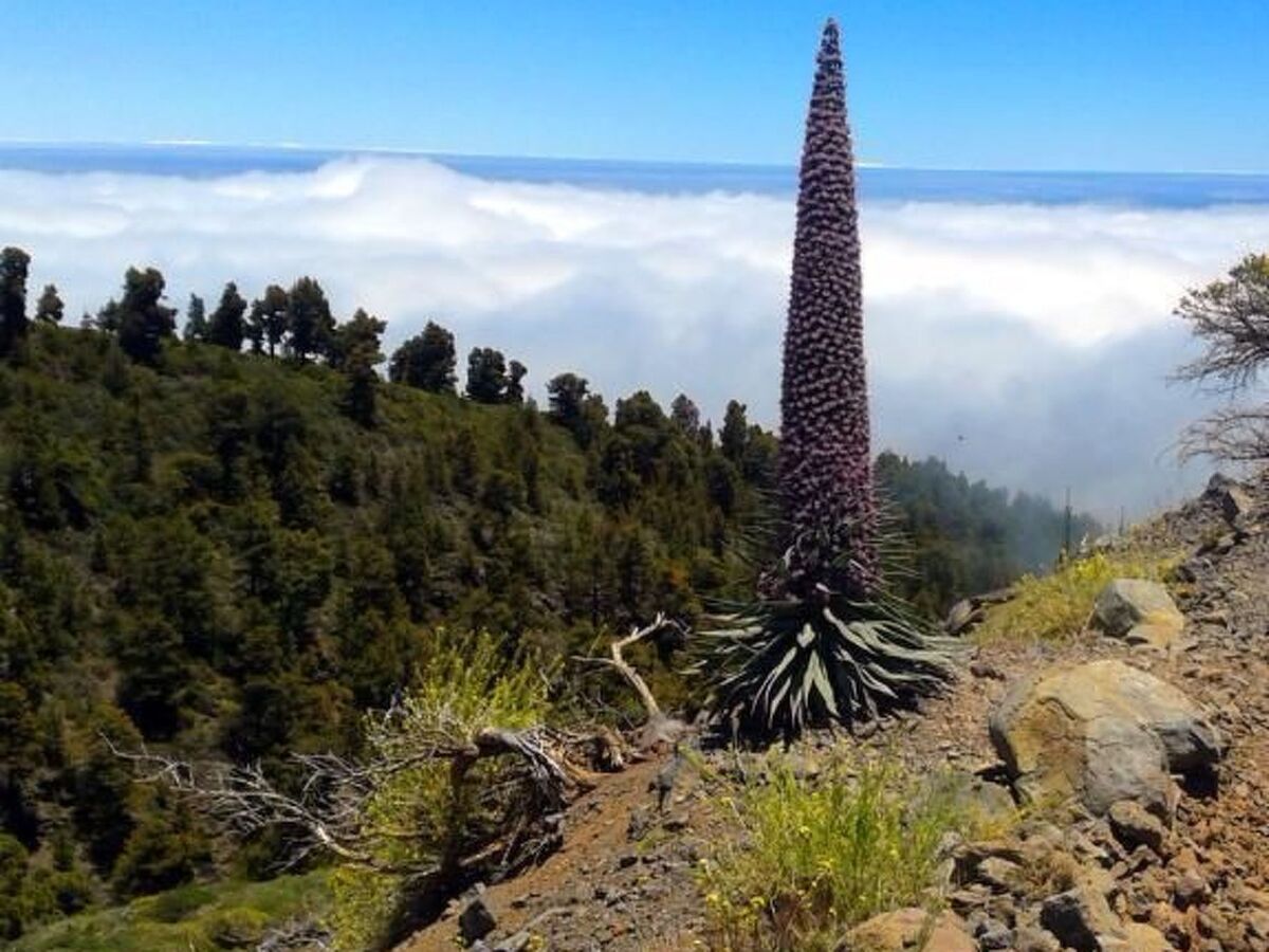 Finca Topo del Drago, vue mer à 800 m d'altitude - Photo 40