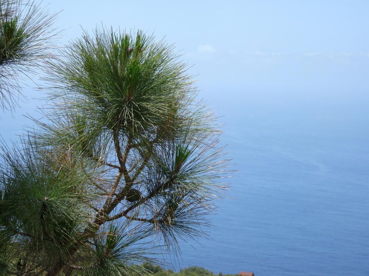 Finca Topo del Drago, vue mer à 800 m d'altitude - Photo 41