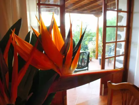 Casa Tanausu – Maison canarienne à Los Llanos de Aridane : photo 10