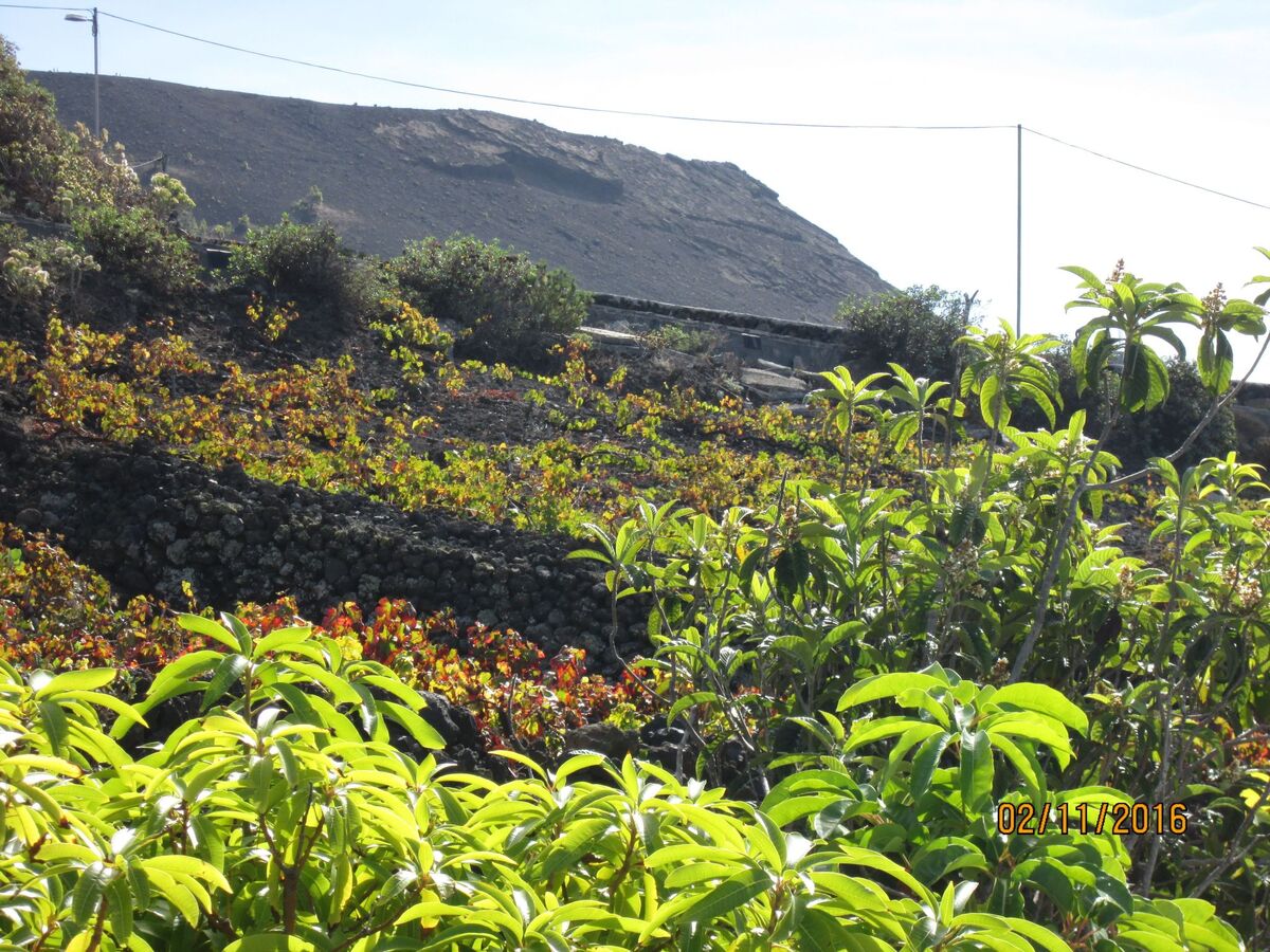 Maison à Fuencaliente avec vue sur les volcans San Antonio et Teneguia - Photo 14