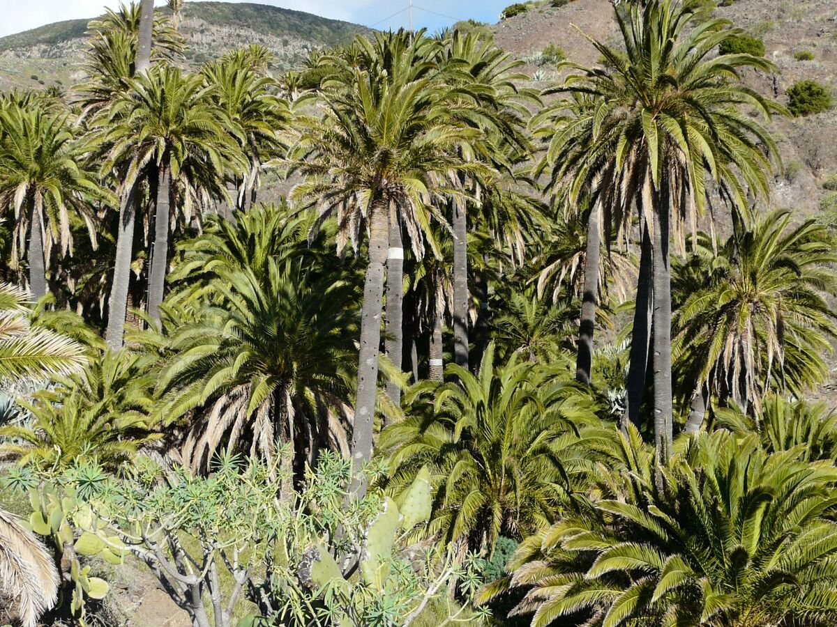 Finca avec vue mer à Vallehermoso, La Gomera - Photo 3