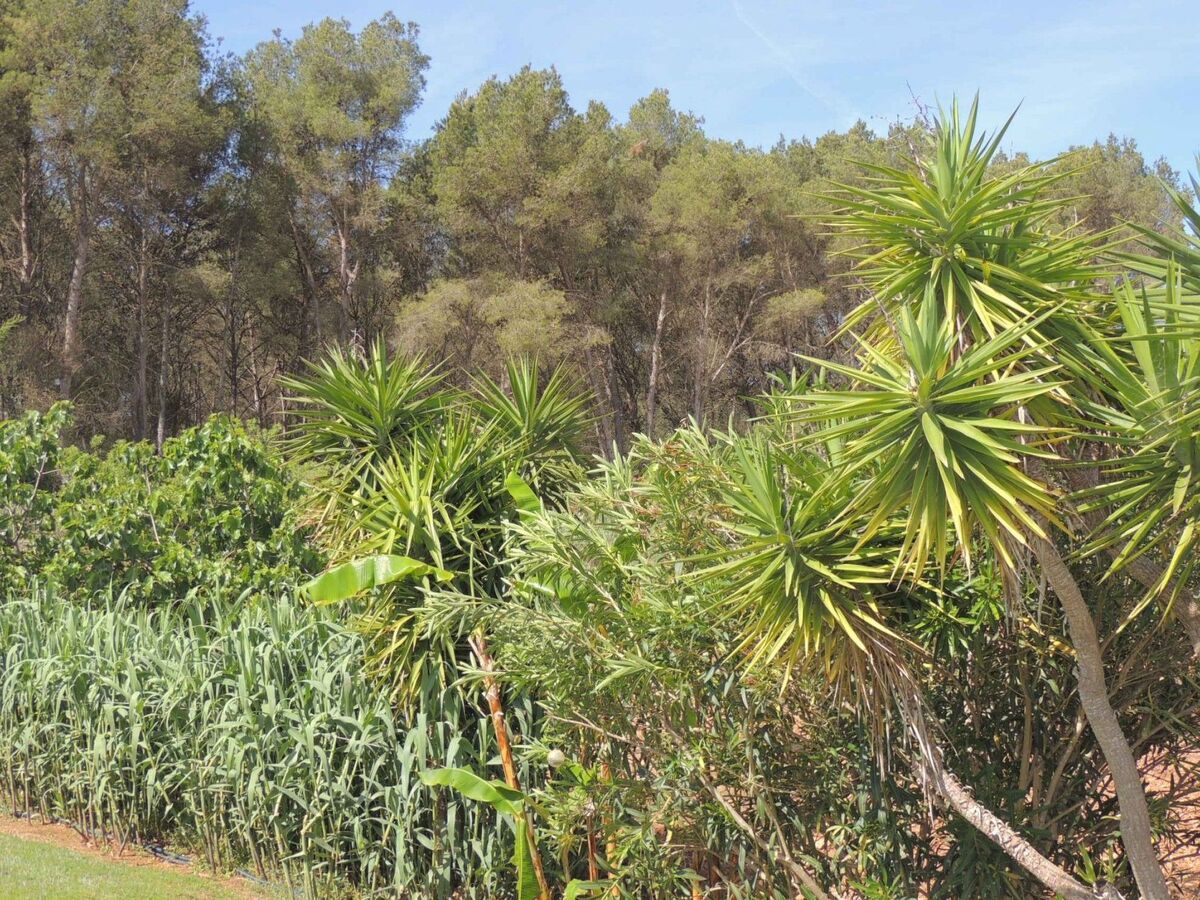 Finca El Bosque – 360 m² avec piscine 10x5 m à Bahia Azul - Photo 12