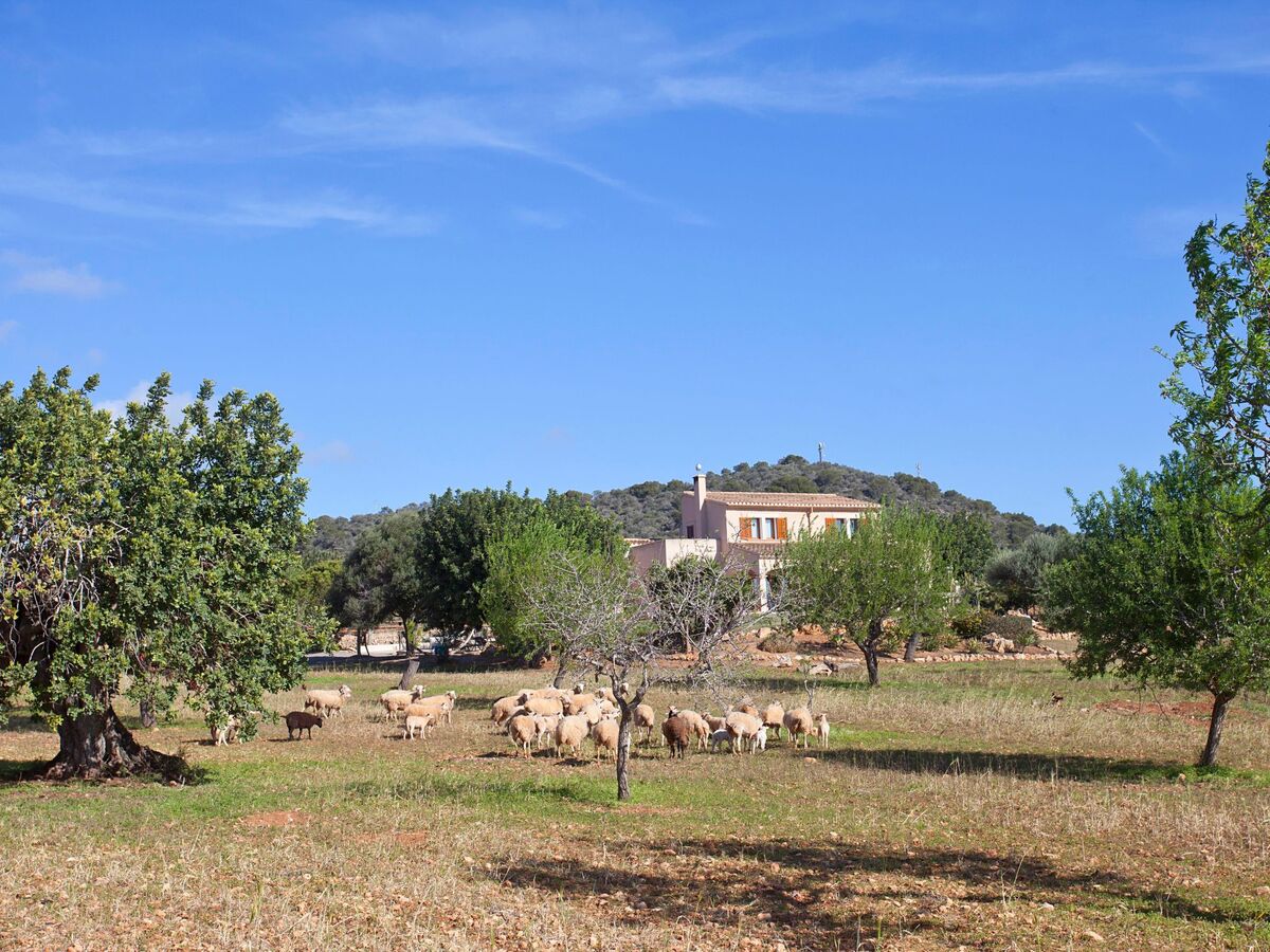 Finca Can Marines – Maison 8 pers. avec piscine à Santanyí - Photo 4