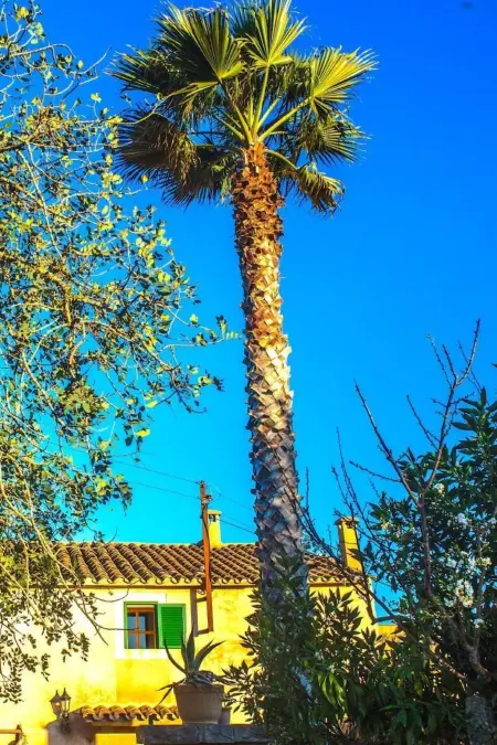 Finca Campino, Maison 6 personnes à Santanyí - Photo 30