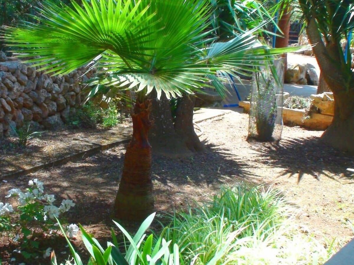 Finca Alfabia Campos – Maison 3 chambres avec piscine - Photo 33