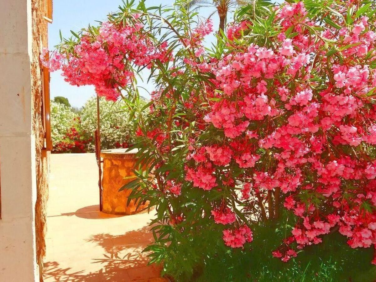 Finca Can Algarrobo – Maison mallorquine avec piscine - Photo 3