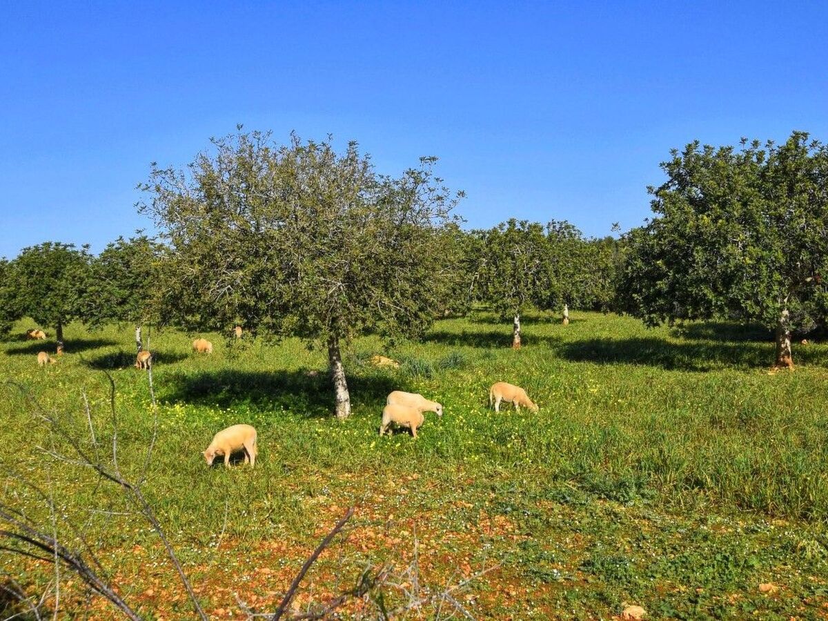 Finca majorquine 4 ch, piscine & jardin 8000 m² - Photo 24