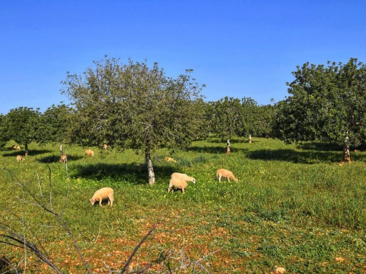 Finca avec piscine privée à Manacor, vue mer - Photo 11