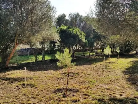 Finca Mallorca Muro, manoir du XIXe siècle : photo 28