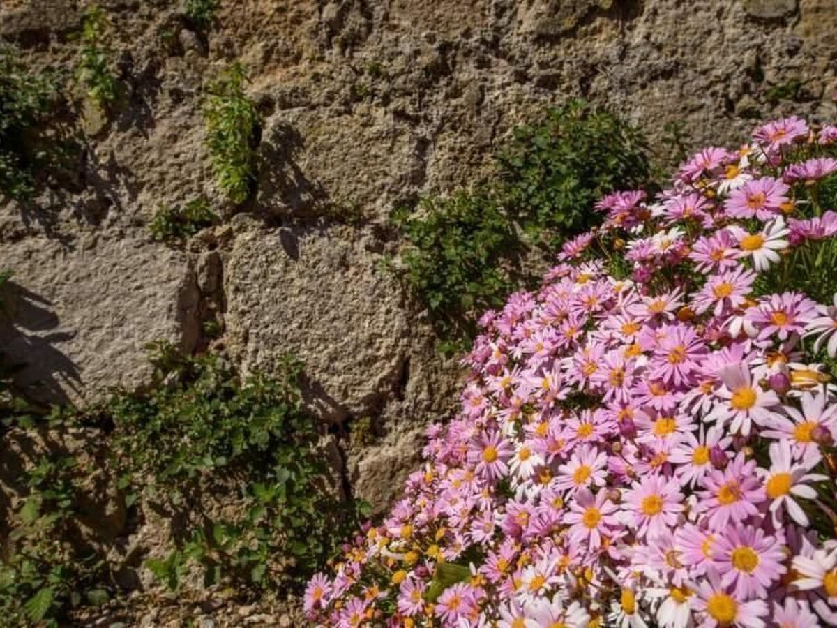 Maison Das Haus von Macarena à Valldemossa - Photo 32