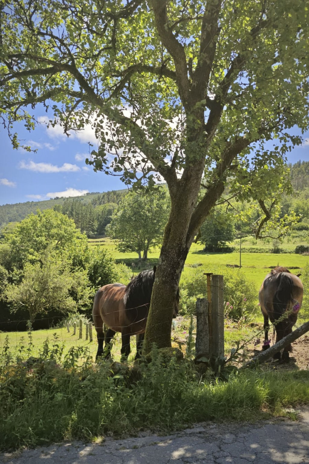 Maison rurale 5 pers. à Cerdedo, clôturée et chiens acceptés - Photo 19