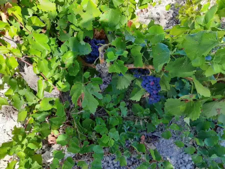 Maison rurale 11 pers. Borja : piscine, vignobles : photo 38