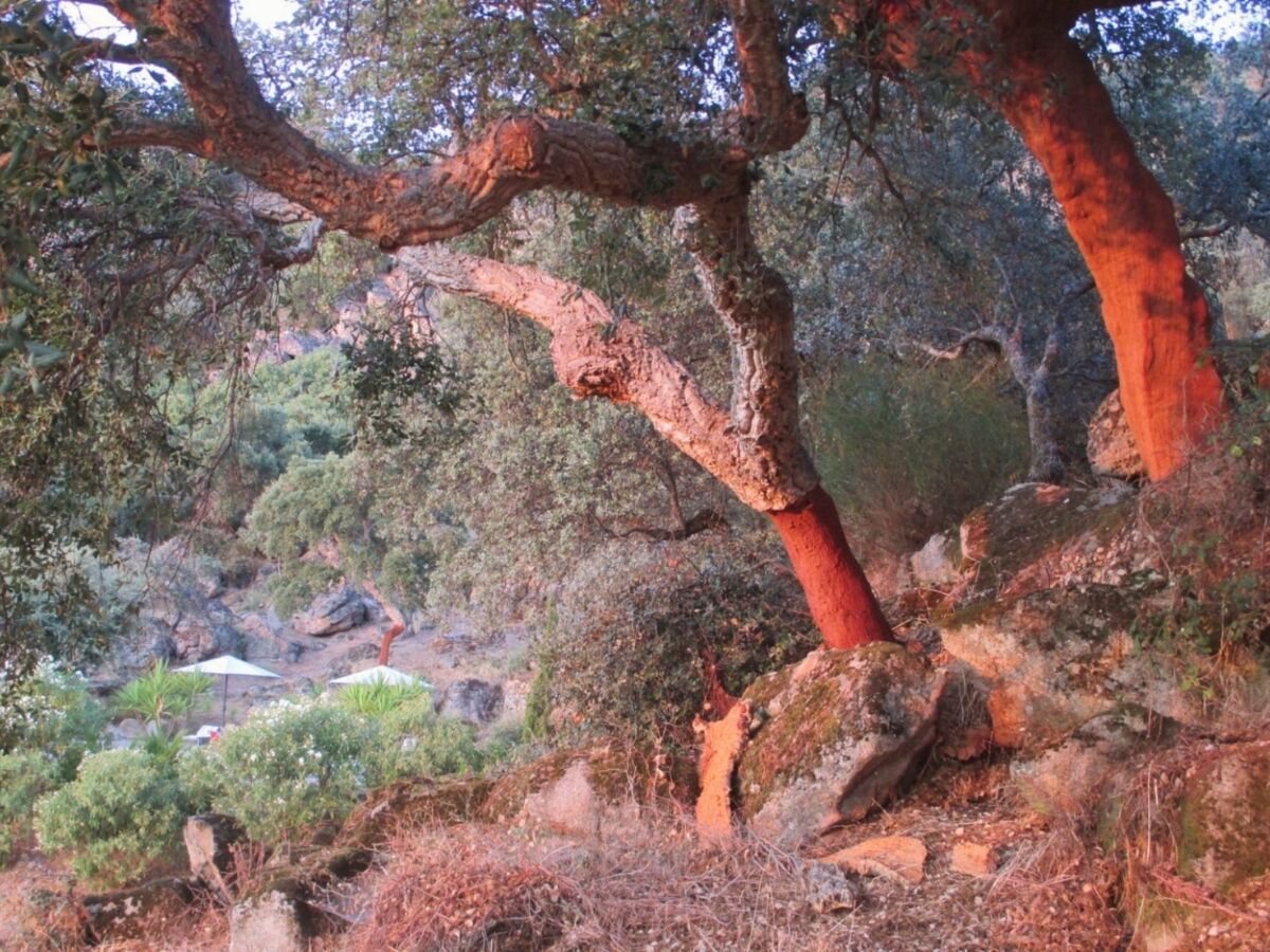 Cortijo Finca al-manzil - Maison 6 pers. Montanchez - Photo 21