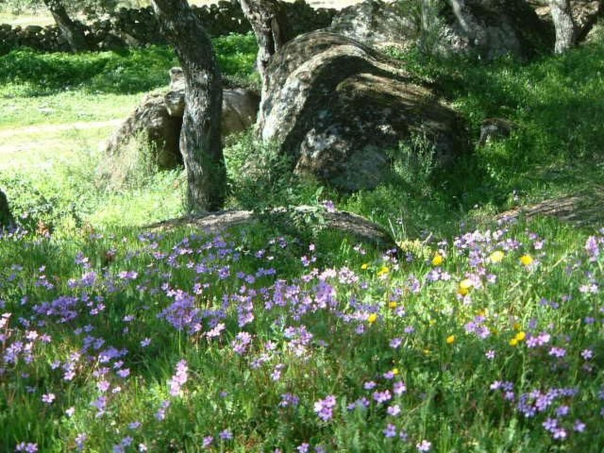 Cortijo Finca al-manzil - Maison 6 pers. Montanchez - Photo 24