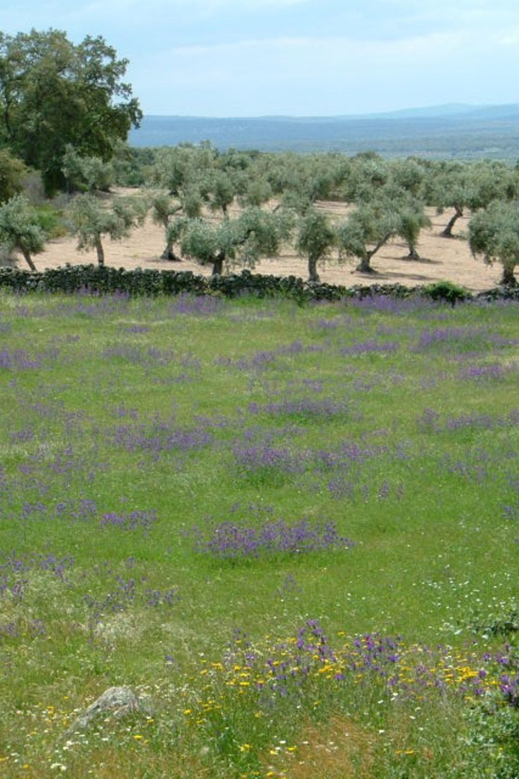 Cortijo Finca al-manzil - Maison 6 pers. Montanchez - Photo 28