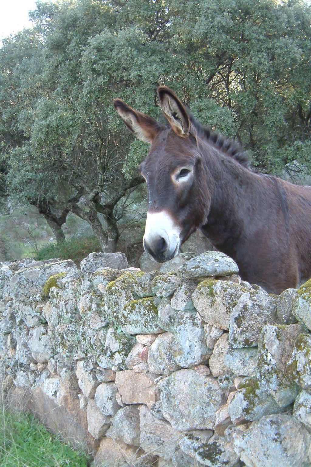 Cortijo Finca al-manzil - Maison 6 pers. Montanchez - Photo 31