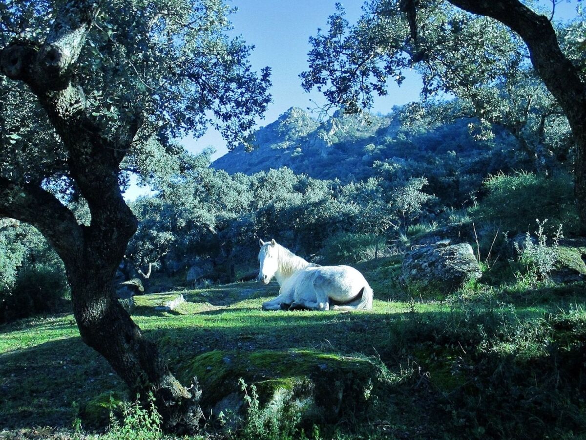 Cortijo Finca al-manzil - Maison 6 pers. Montanchez - Photo 33