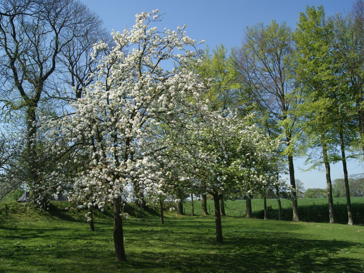 Maison normande de charme avec parc à Bec de Mortagne - Photo 32