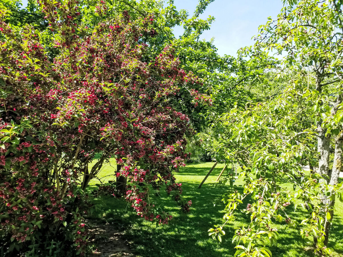 Maison normande classée, 3 chambres, jardin 1500 m² - Photo 3