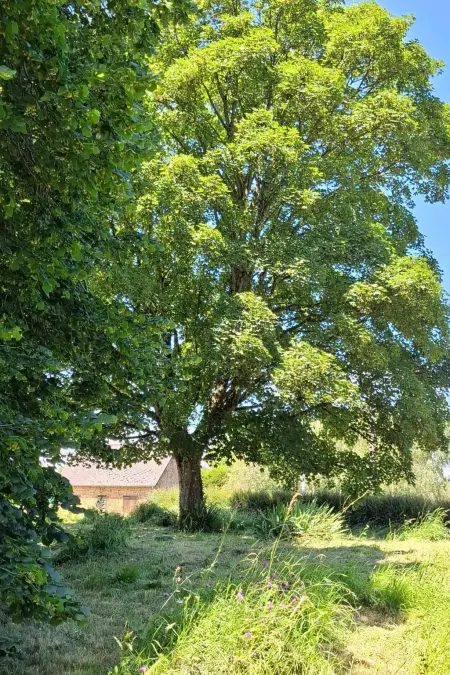 Le Bois aux Ecureuils (Eichhörnchenwald), Maison 5 personnes à Denneville - Photo 45