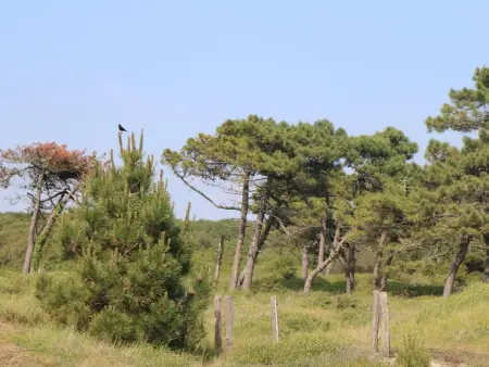 L'Escale dunes : maison de pêcheur à 20m de la plage : photo 52