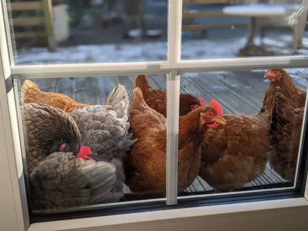Estate  Le Pressoir  (Die Kelterei), Maison 4 personnes à Bretteville sur Ay - Photo 18