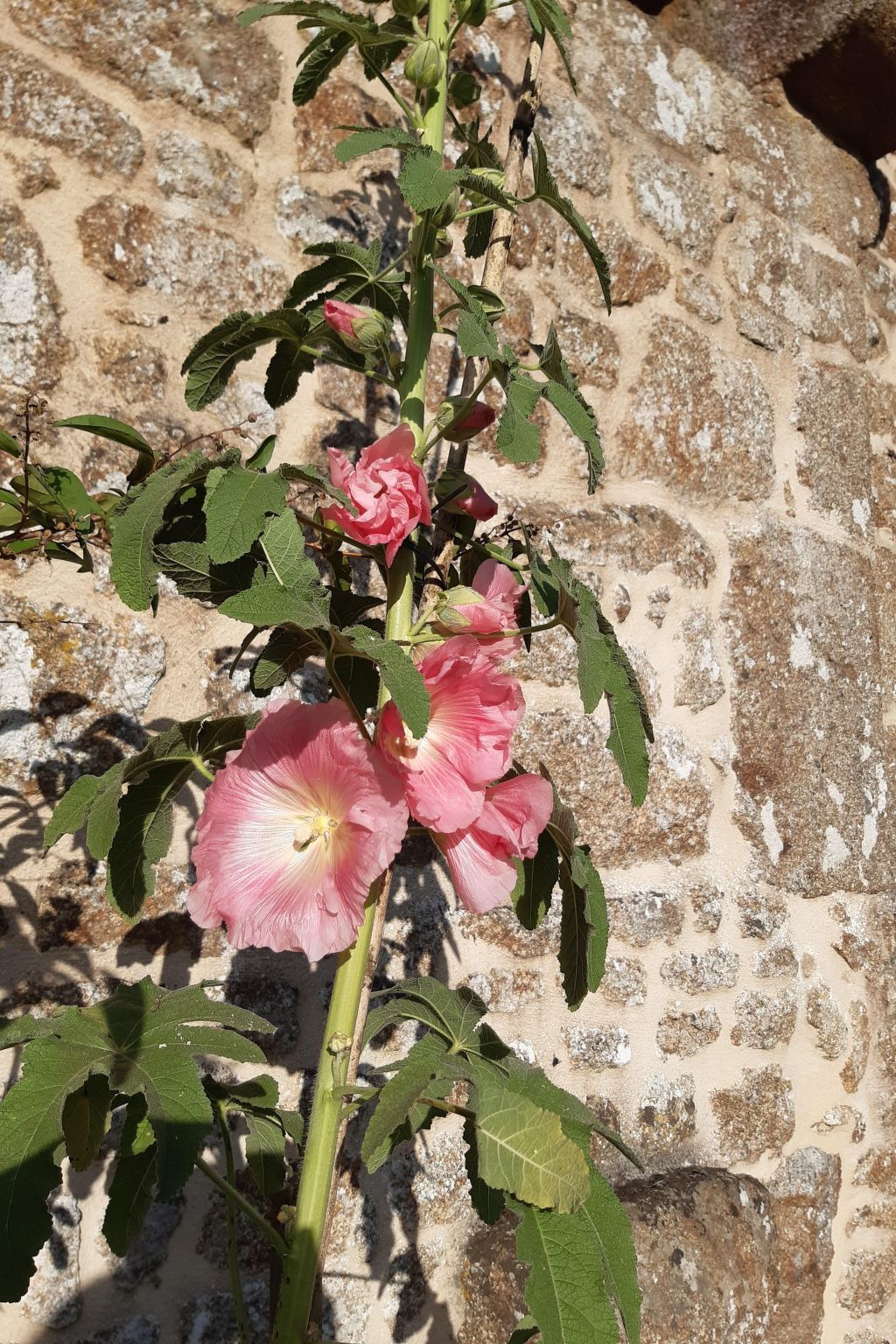 Finca Motje – Maison de charme à Domfront, 7 personnes - Photo 18