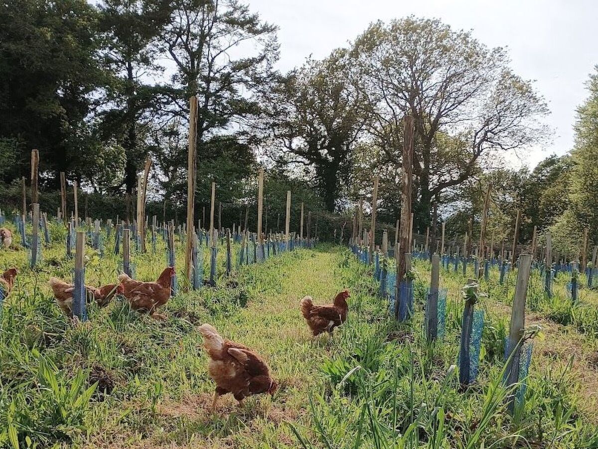 Cottage 6 pers. avec jardin, 5 min de Douarnenez - Photo 18