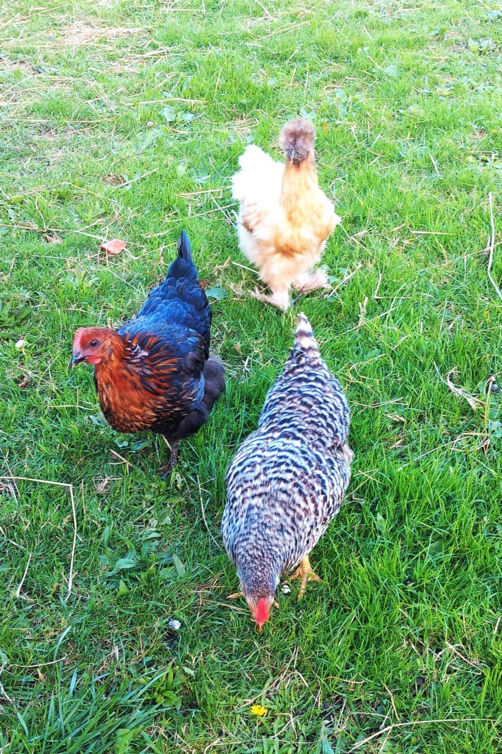 Cottage 6 pers. avec jardin, 5 min de Douarnenez - Photo 20