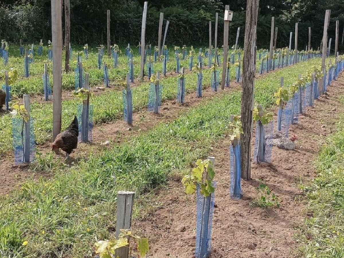 Domaine de Kerampape – Maison 1850 sur 4 hectares - Photo 13
