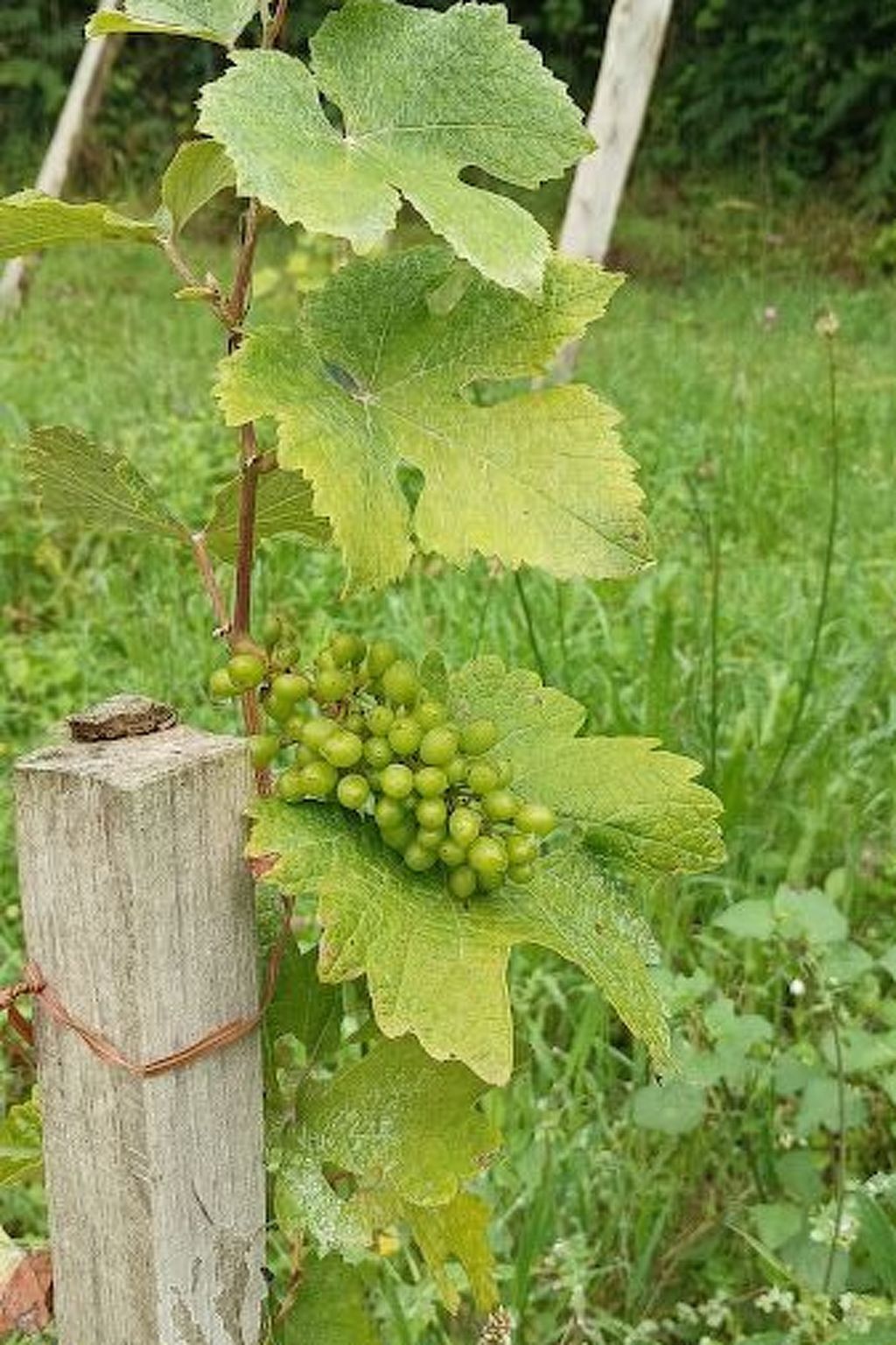 Domaine de Kerampape – Maison 1850 sur 4 hectares - Photo 14