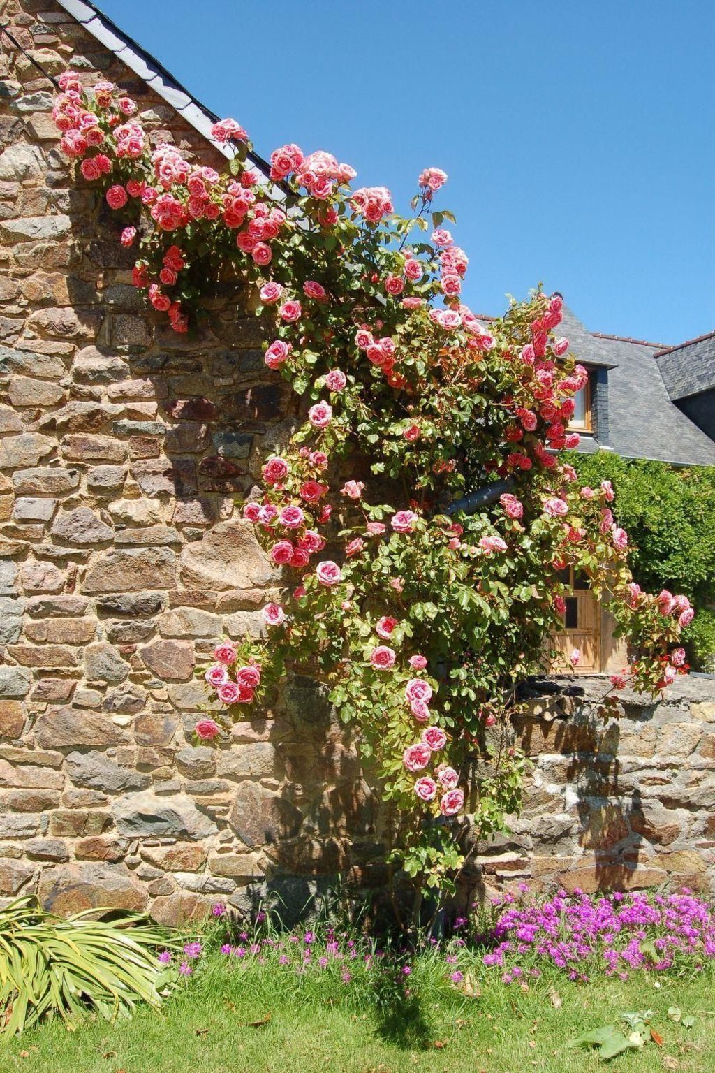 Longère en pierres de 1578, jardin 400m² à Lézardrieux - Photo 29