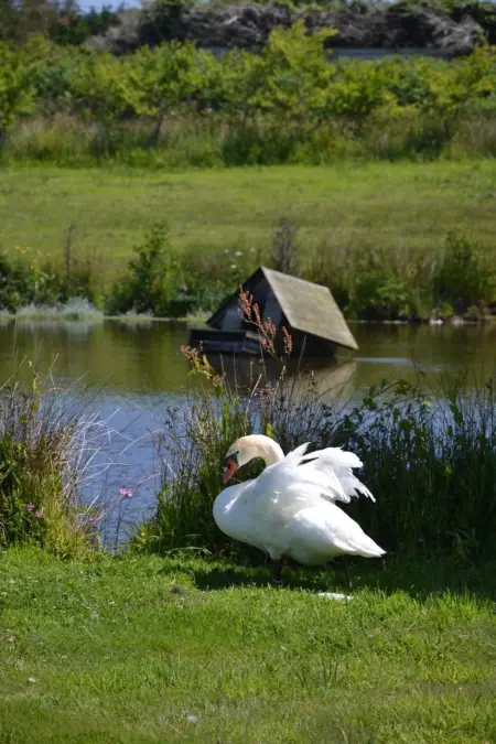 Idyllischer Landsitz mit Meerblick, Maison 8 personnes à Plouguerneau - Photo 15