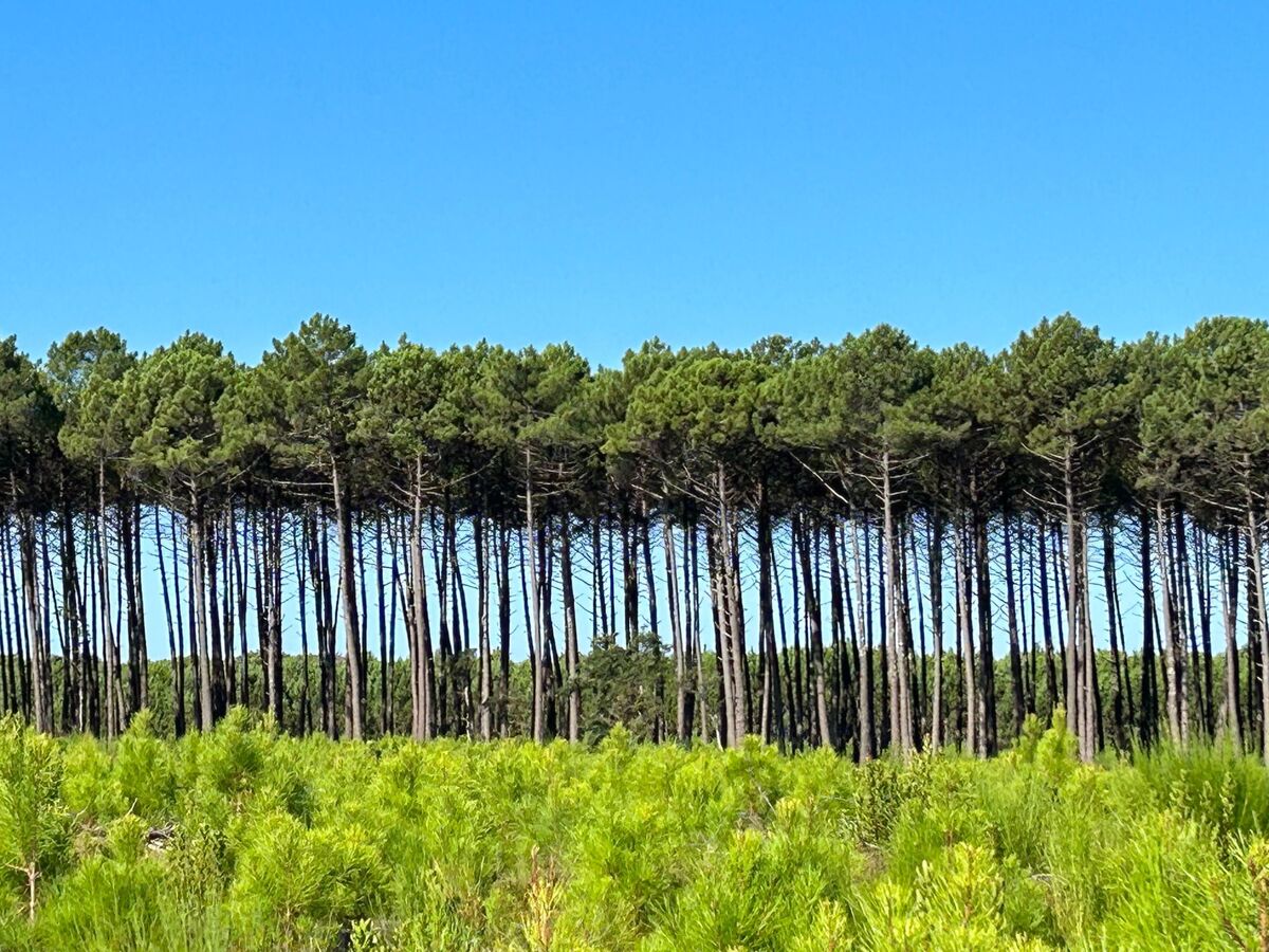 La Maison Pinède – Maison architecte en forêt près Lit-et-Mixe - Photo 36
