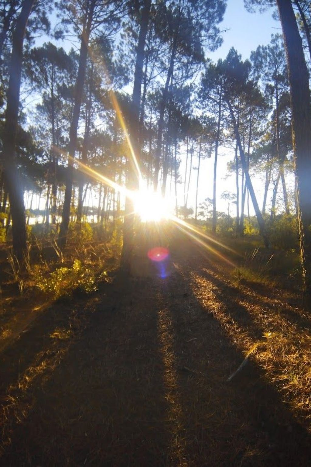 Villa Cork 4 chambres, forêt landaise à 900m de la plage - Photo 36