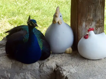La Ferme des Paons – Pigeonnier 4 pers. à Montagudet : photo 20