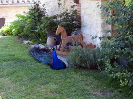 La Ferme des Paons – Pigeonnier 4 pers. à Montagudet : photo 40