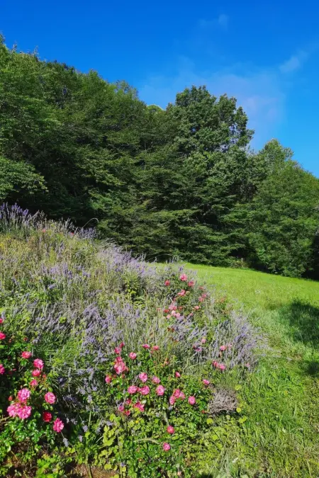 Landhaus in der Dordogne, Maison 6 personnes à Carlux - Photo 28