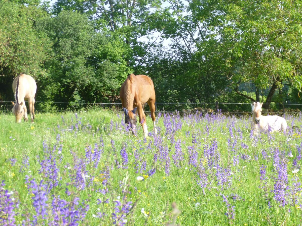 Gîte Lamarmette 4* avec piscine privée à Bergerac - Photo 31