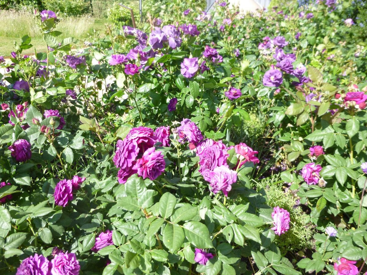 Maison Périgourdine 17e siècle, jardin 1200m², 4 pers. - Photo 27