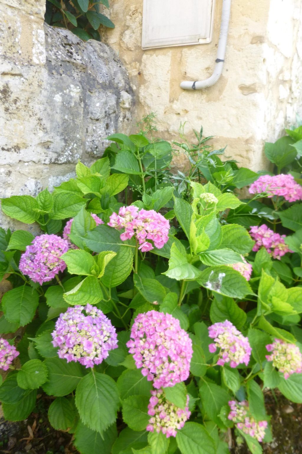Maison Périgourdine 17e siècle, jardin 1200m², 4 pers. - Photo 32