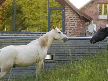 Maison historique 4 chambres avec sauna et chevaux : photo 56