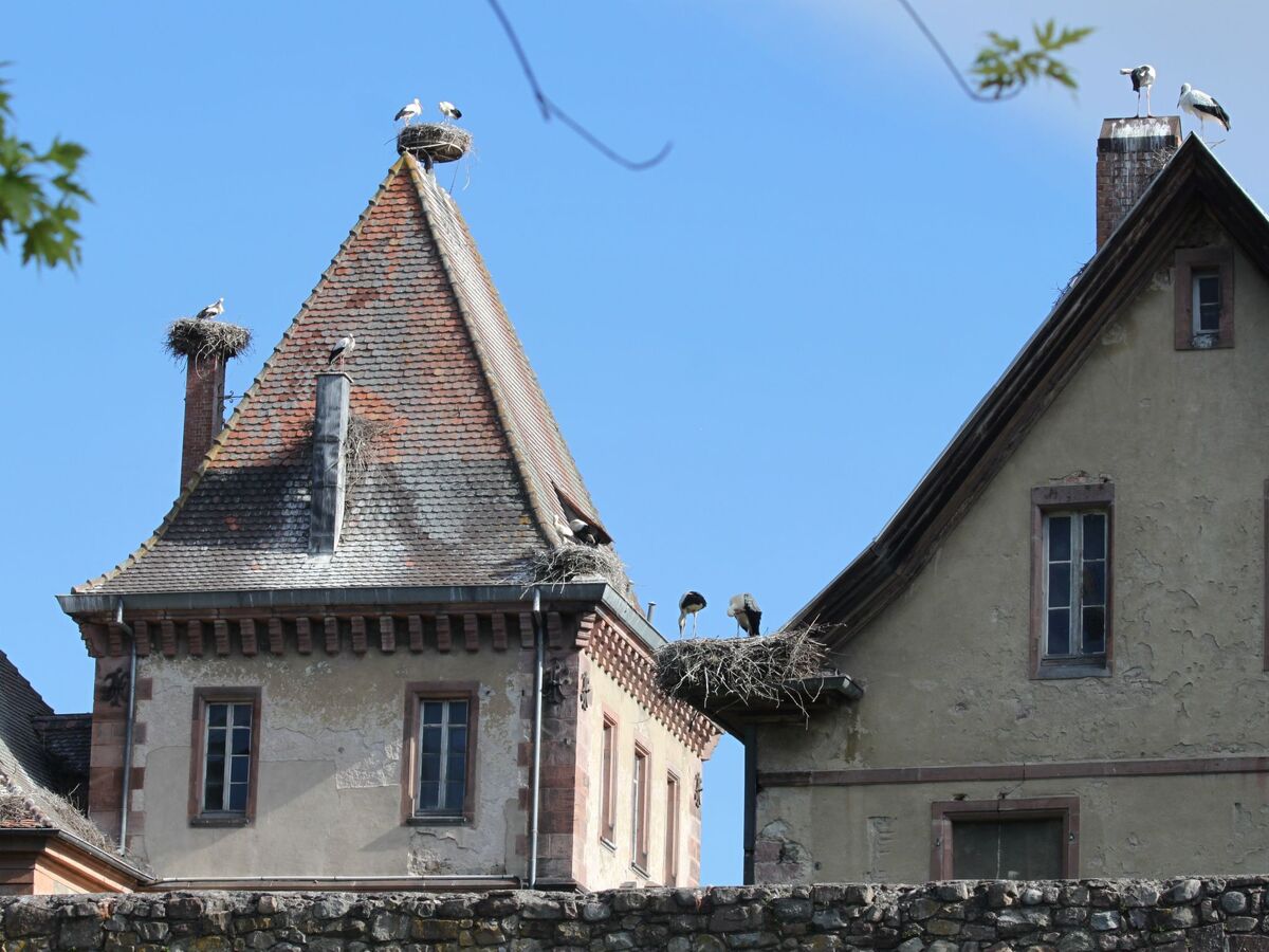 Maison 4 pers. Sondernach, vue vallée Munster - Photo 31