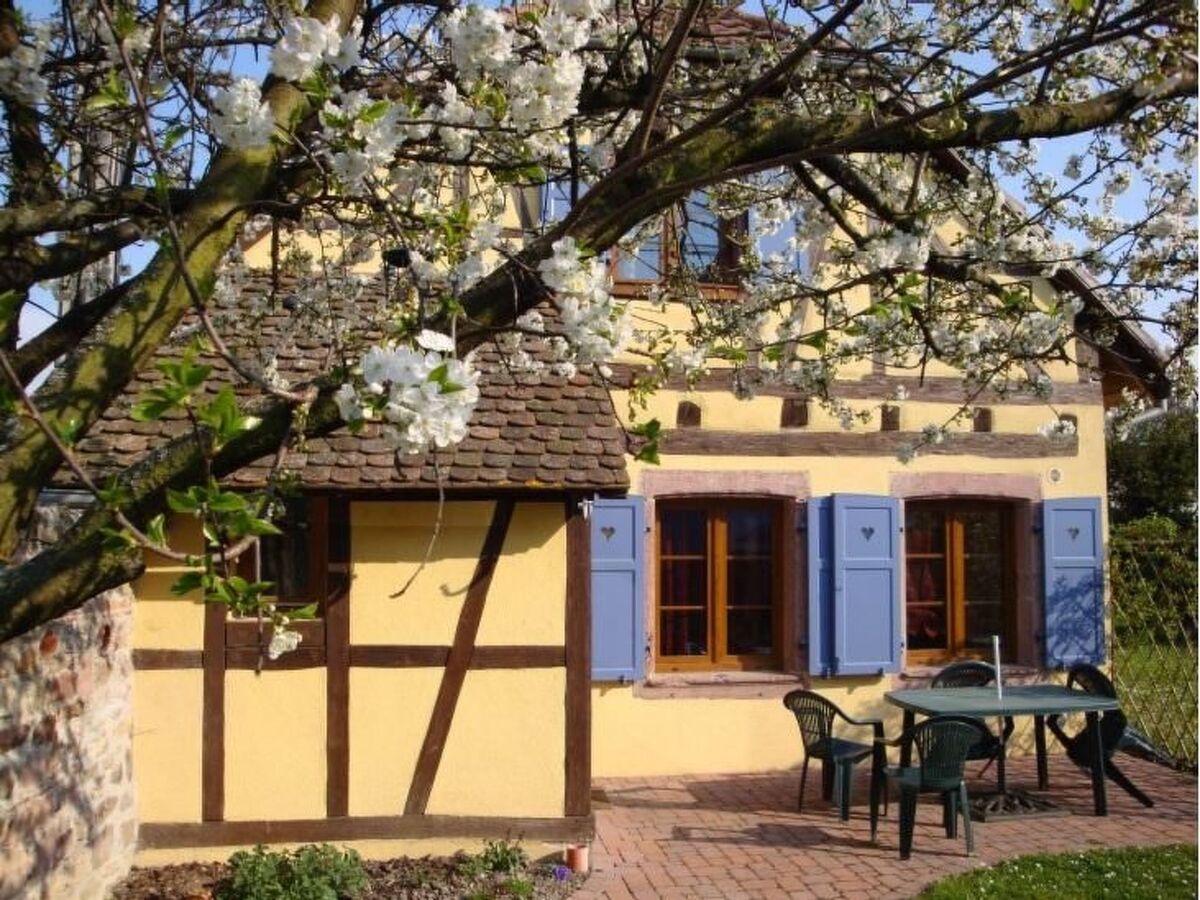 Gîte Sonneblüem un Pfefferminz - Maison alsacienne à Horbourg-Wihr - Photo 1