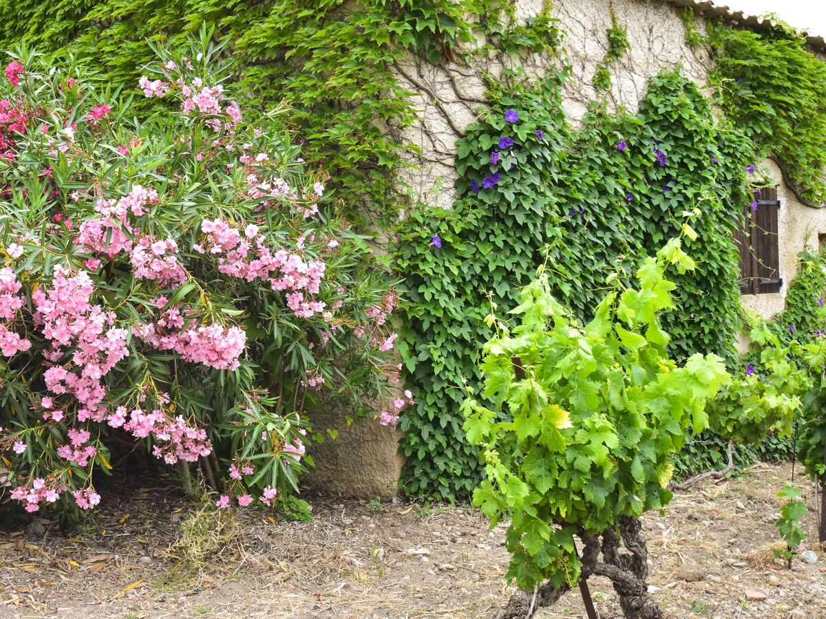 Maison vigneronne 4* au cœur d'un domaine viticole - Photo 20