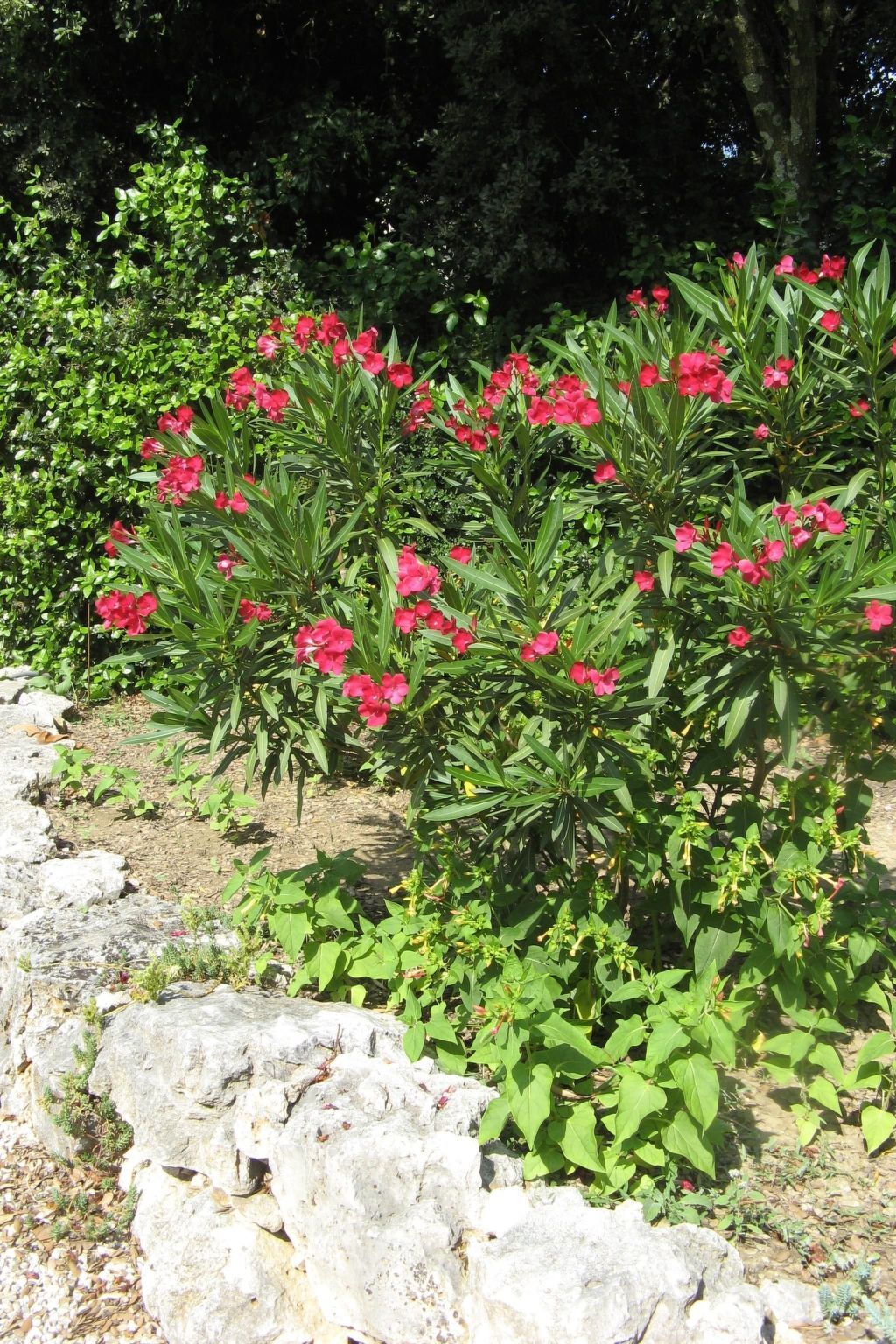 Maison 4 pers. aux Garrigues Ste Eulalie - Photo 25