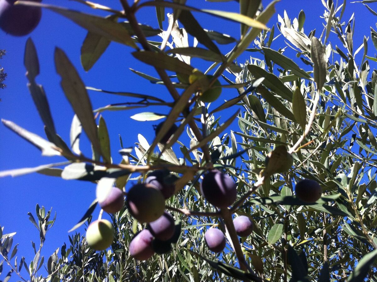 Maison 4 pers. aux Garrigues Ste Eulalie - Photo 27